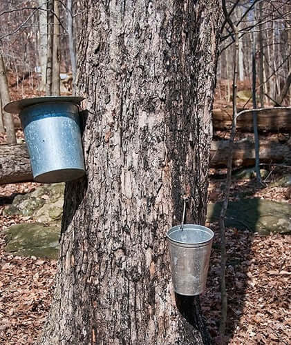 Legacy Maple Syrup | Facts and Information - TN Nursery