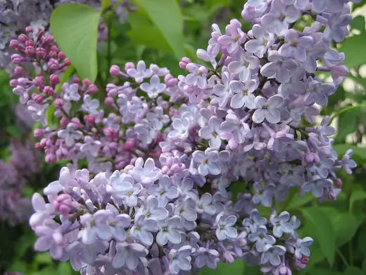 Lilacs in Your Garden - TN Nursery
