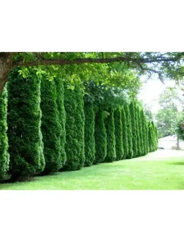 Living Fence Trees - Ideas for Landscapes - TN Nursery