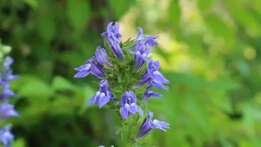 Lobelia Blue - A Healing Perennial - TN Nursery