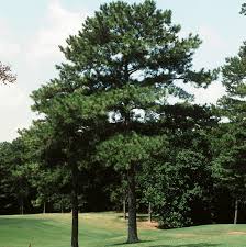 Loblolly Pine Facts - A Huge Tree | TN Nursery - TN Nursery
