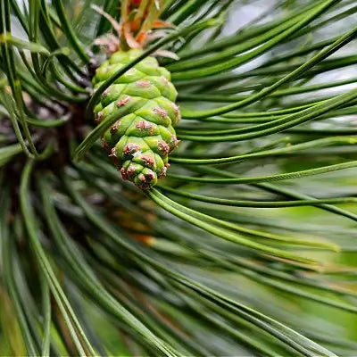 Loblolly Pine, the Widely Cultivated Timber - TN Nursery