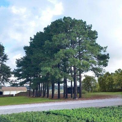 Loblolly pine trees from TN Nursery on the side of a road