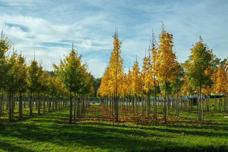 Looking For Affordable Trees? Find a Tennessee Tree Nursery - TN Nursery