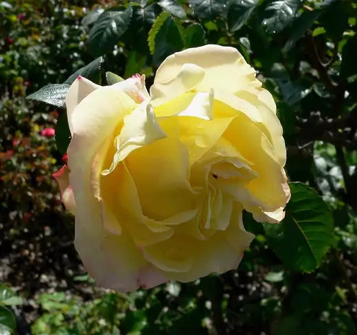 Low-Maintenance Roses for Your Garden - TN Nursery