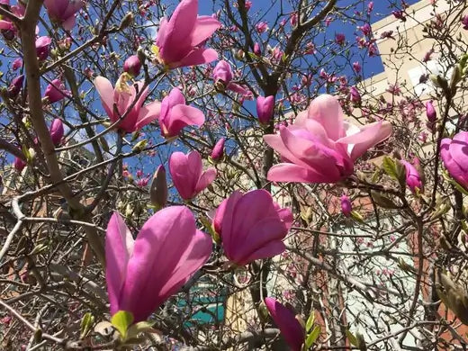 Magnolia Trees | Facts and Information - TN Nursery