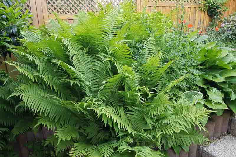 The Complete Guide To Growing Ostrich Ferns
