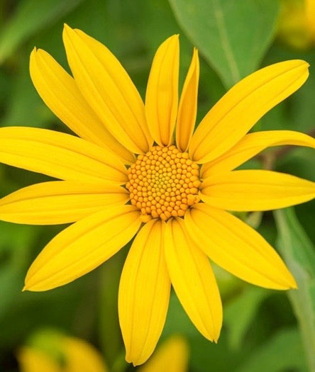 Maximilian Sunflower: An Information Guide - TN Nursery