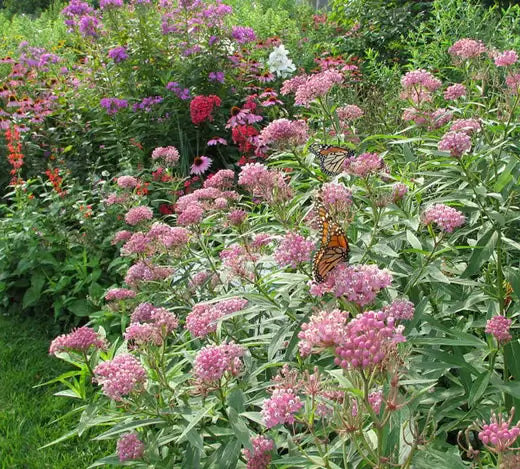 Milkweed Plants and Monarch Butterflies - TN Nursery