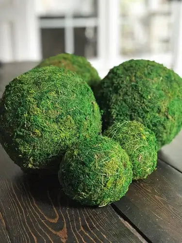 Moss Balls are on Trend for 2022 Home Decor - TN Nursery