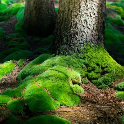 Moss Landscaping: Benefits and Environmental Impact - TN Nursery