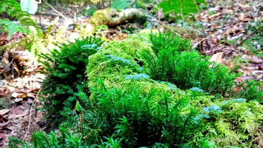 Mosses are the Phylum of Non-vascular Plants - TN Nursery