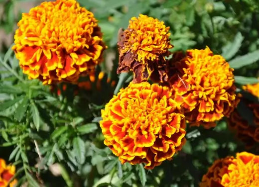 Mothering Marigolds For Healthy Plants - TN Nursery