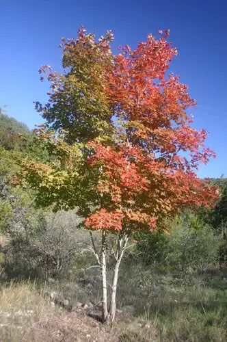 Mountain Maple Acer Spicatum - TN Nursery