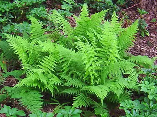 Native Ferns : Adaptation To Local Conditions - TN Nursery