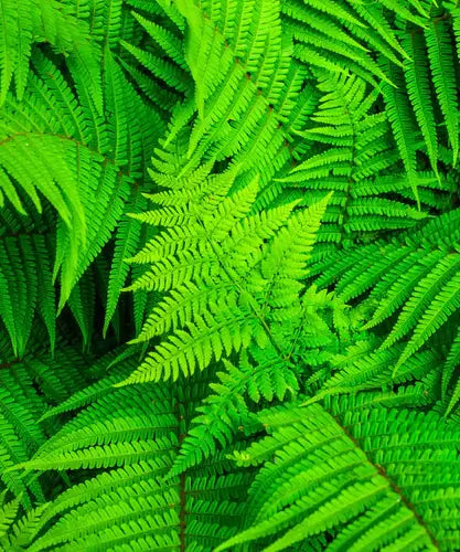Native Ferns and Their Environmental Benefits - TN Nursery