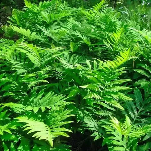 Native Ferns Removes Powerful Toxins From Soil - TN Nursery