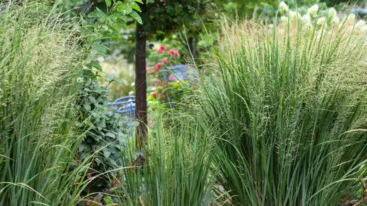 Native Grasses | Facts and Information - TN Nursery