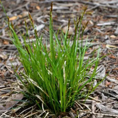 Native Kinds of Sedge - Carex Pennsylvania - TN Nursery