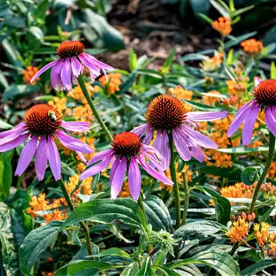 Native Plants Information and Attributes - TN Nursery