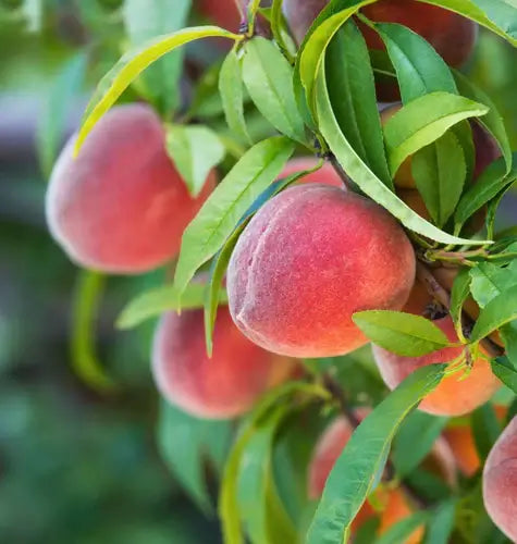 Peaches - Facts and Benefits | TN Nursery - TN Nursery