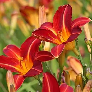 The Best Perennials for Tennessee Gardens