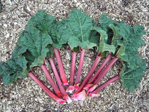 Perennial Rhubarb - Growth and Care - TN Nursery