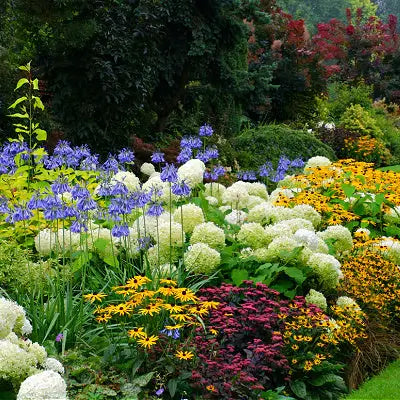 Perennials Are Most Loved Flower Garden Plants - TN Nursery