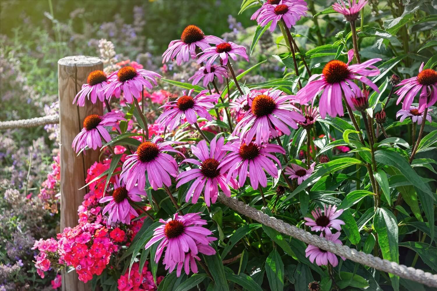 What is a Perennial?