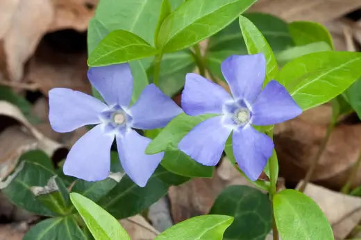 Periwinkle Flowers | Facts and Information - TN Nursery