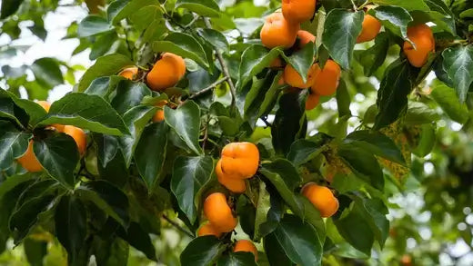 Persimmon Tree Cultivation, Care and Culinary Uses - TN Nursery