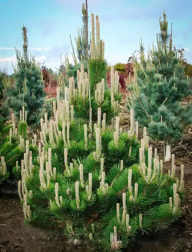 Pine Trees Used In Landscaping | TN Nursery - TN Nursery