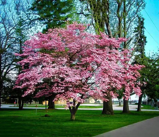 Pink Dogwood | Facts and Information - TN Nursery
