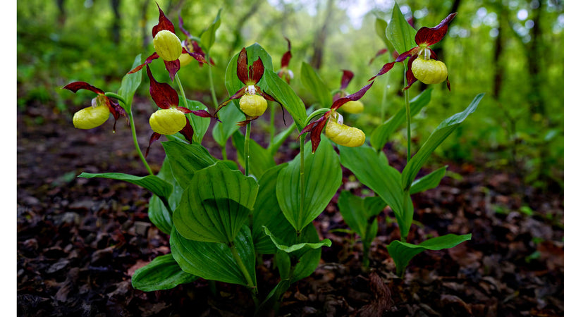 Pink Lady's Slipper and Southern Yellow Lady's A Tale of Orchid Beauty - TN Nursery