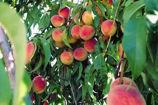 Plant A Peach Tree from A Seed - TN Nursery