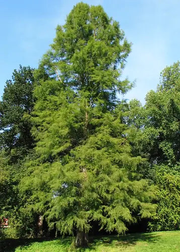 Plant Bald Cypress | Information - TN Nursery