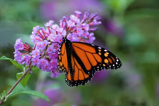 Plant Butterfly Bushes To Have Monarchs Fighting In Your Garden - TN Nursery