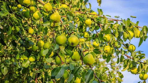 Planting a Pear Tree Guide and tips - TN Nursery
