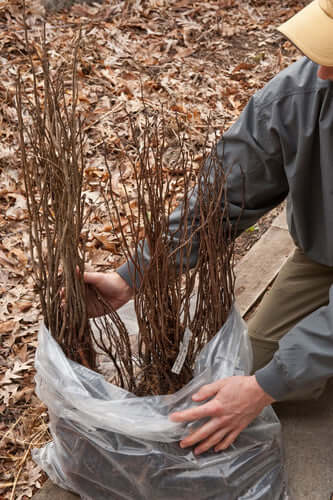 Planting Bare Root Trees | Information - TN Nursery