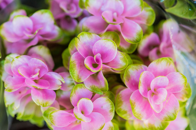 Planting Pink Primrose: Easy Steps for Vibrant Gardens - TN Nursery