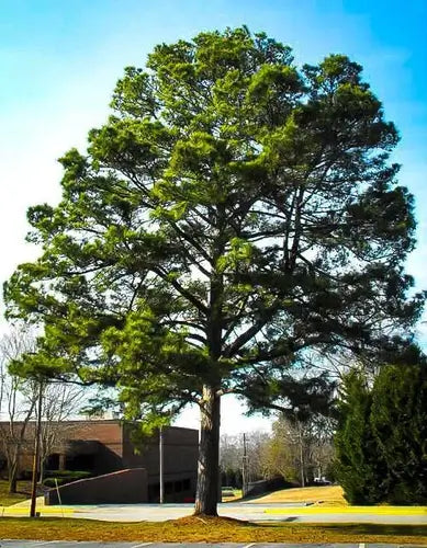 Ponderosa Pine - Most Versatile Wood - TN Nursery