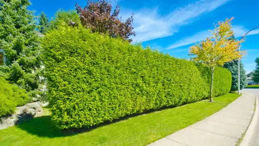 Privacy Hedges - A Great Fence Alternative - TN Nursery