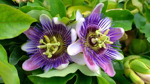 Properly Care For The Passion Flower - TN Nursery
