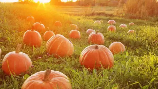 Pumpkin the Perfect Decorative Element in Autumn - TN Nursery