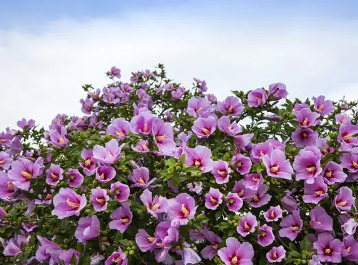 Purple Hibiscus Tree - TN Nursery