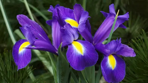 Purple Iris | Facts and Information - TN Nursery