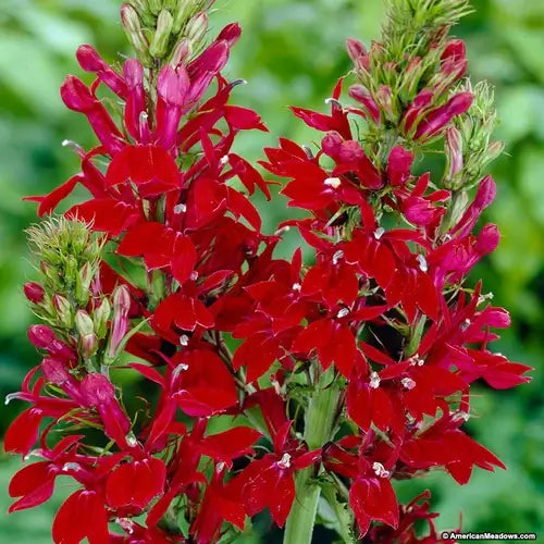 Red Lobelia Plants- Information | TN Nursery - TN Nursery