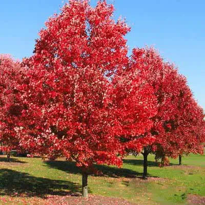 Red Oak: Why Do People Love It? - TN Nursery