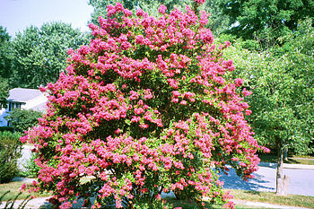 Red Rocket Crepe Myrtle - Facts and Information - TN Nursery