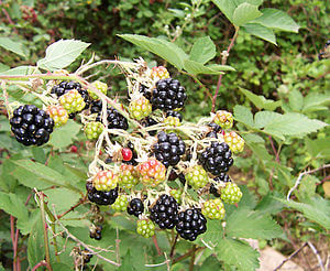 Red Seedless Blackberries | Facts - TN Nursery